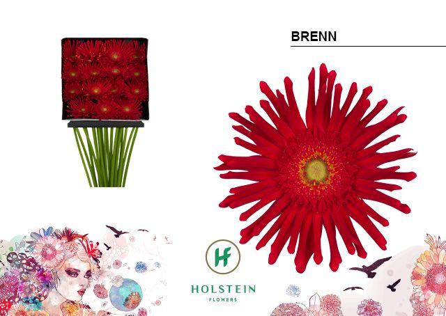 Срезанные цветы оптом Gerbera diamond gerpasta brenn от 15шт из Голландии с доставкой по России