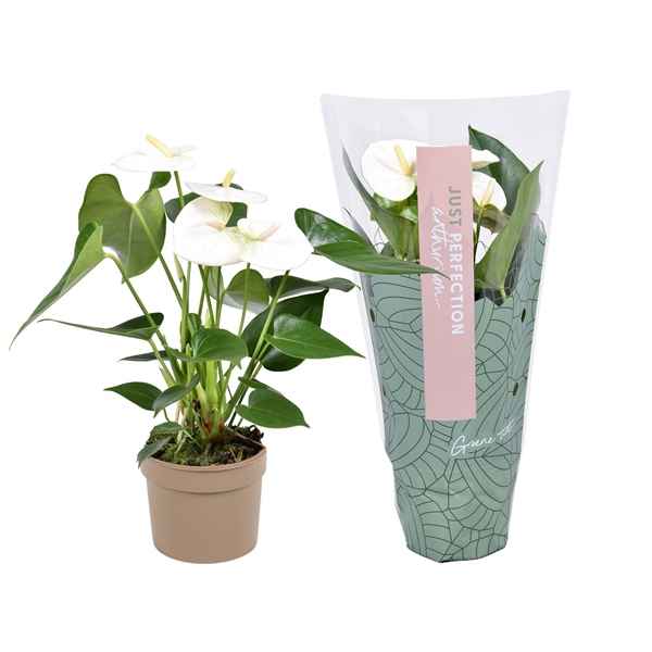 Горшечные цветы и растения оптом Anth An Namora 3+ Just Perfect от 12шт из Голландии с доставкой по России