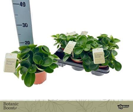 Горшечные цветы и растения оптом Peperomea Obt Green Gold от 6шт из Голландии с доставкой по России