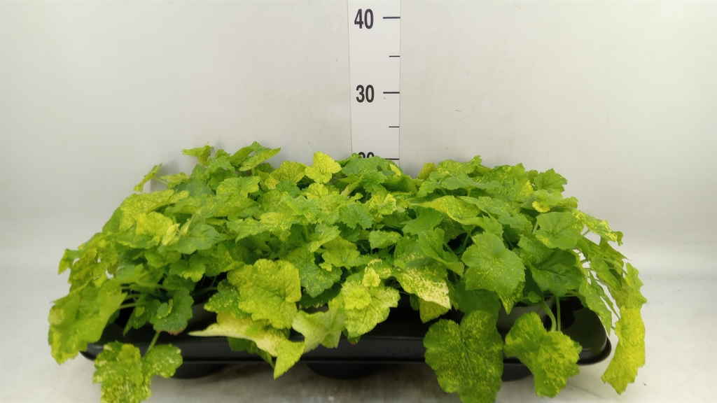 Горшечные цветы и растения оптом Tolmiea Menziesii   ...variegated от 6шт из Голландии с доставкой по России