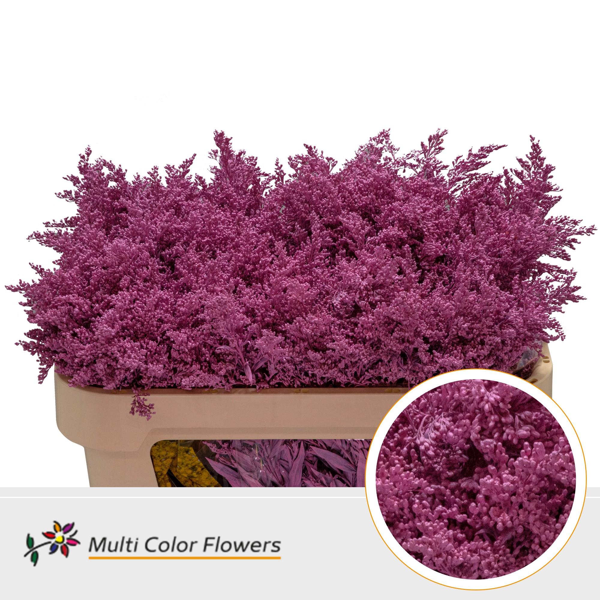 Срезанные цветы оптом Solidago paint pink от 100шт из Голландии с доставкой по России