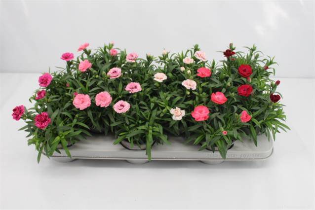 Горшечные цветы и растения оптом Dianthus Oscar Mix от 12шт из Голландии с доставкой по России