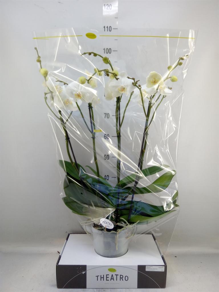 Горшечные цветы и растения оптом Phalaenopsis   ...white от 1шт из Голландии с доставкой по России