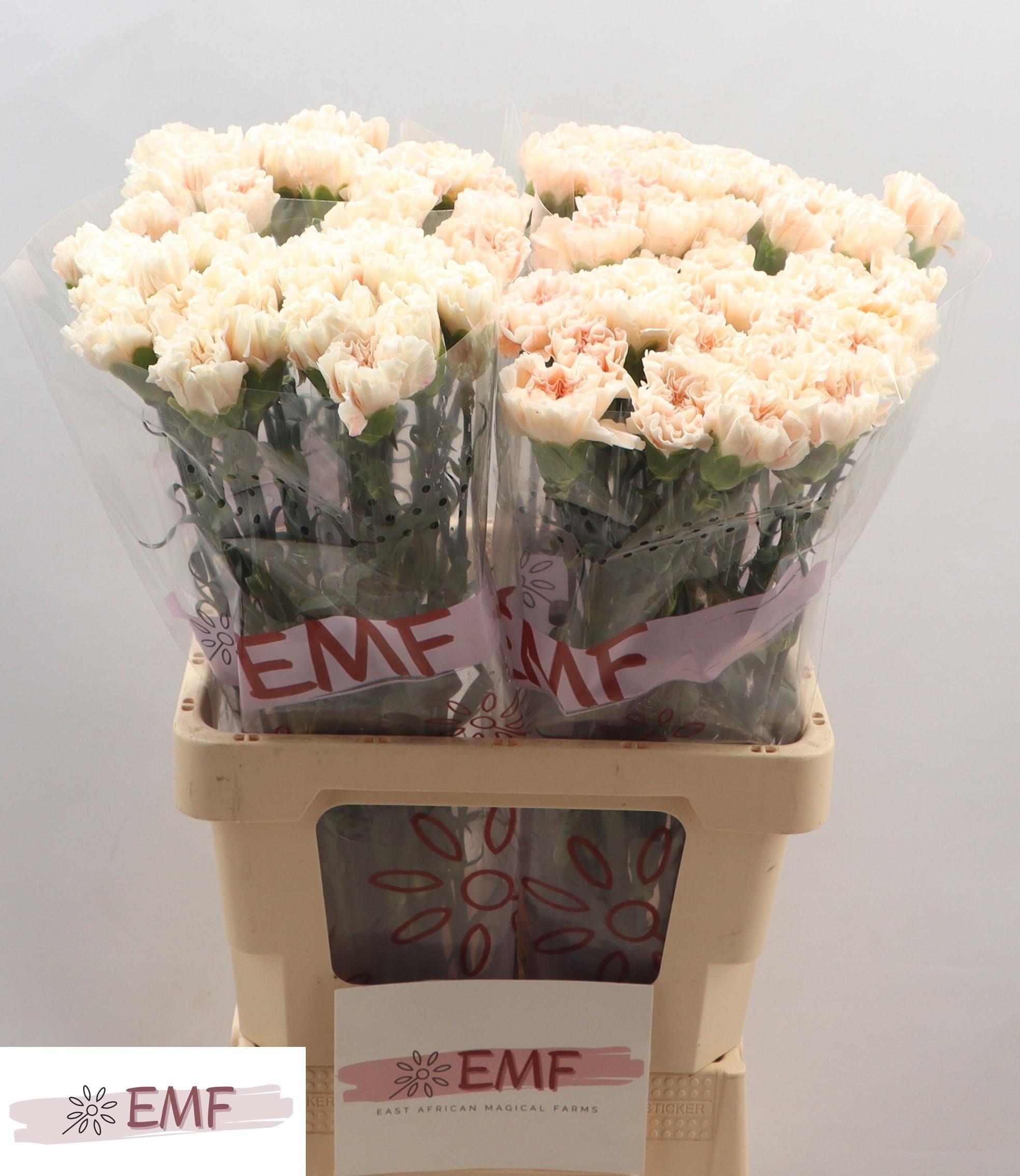 Срезанные цветы оптом Dianthus st peach tea+ от 80шт из Голландии с доставкой по России