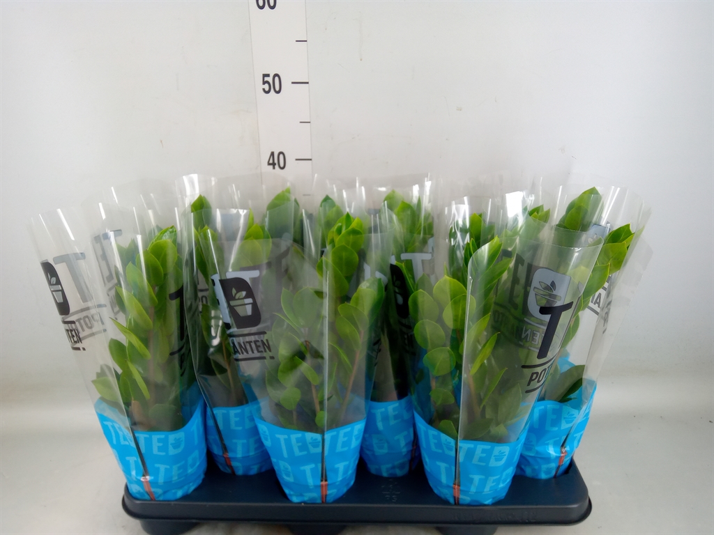 Горшечные цветы и растения оптом Zamioculcas Zamiifolia от 12шт из Голландии с доставкой по России