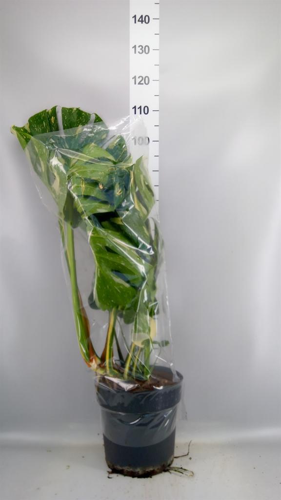 Горшечные цветы и растения оптом Monstera Delic. thai Constellatio от 1шт из Голландии с доставкой по России