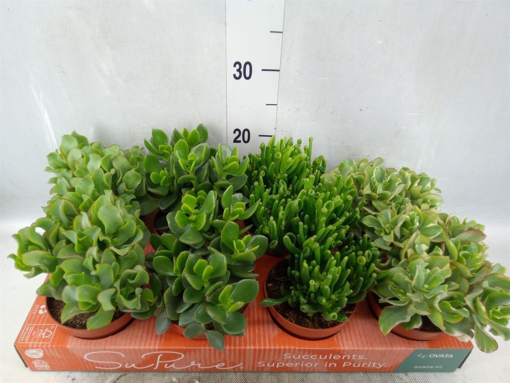 Горшечные цветы и растения оптом Crassula   ...mix от 8шт из Голландии с доставкой по России