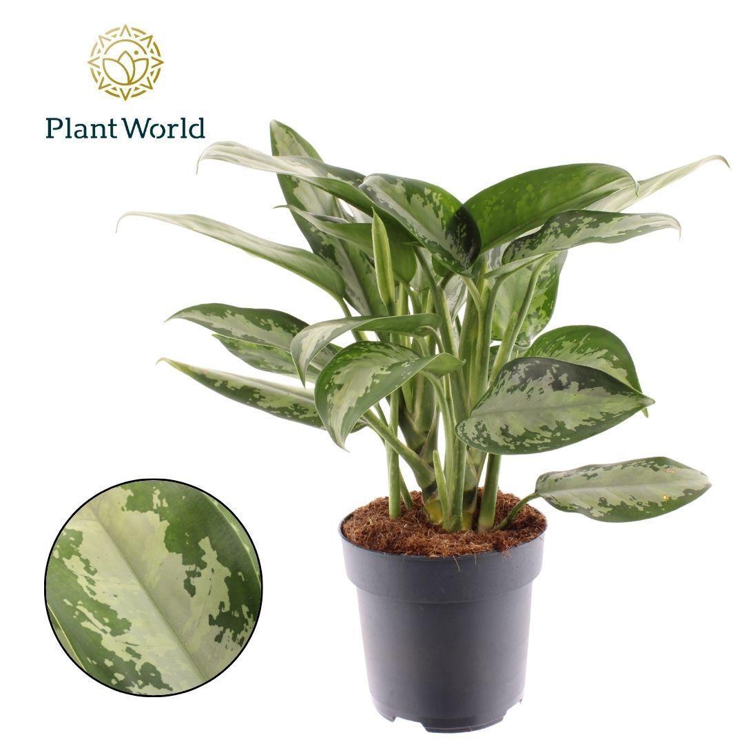 Горшечные цветы и растения оптом Aglaonema Jubilee Petite от 6шт из Голландии с доставкой по России