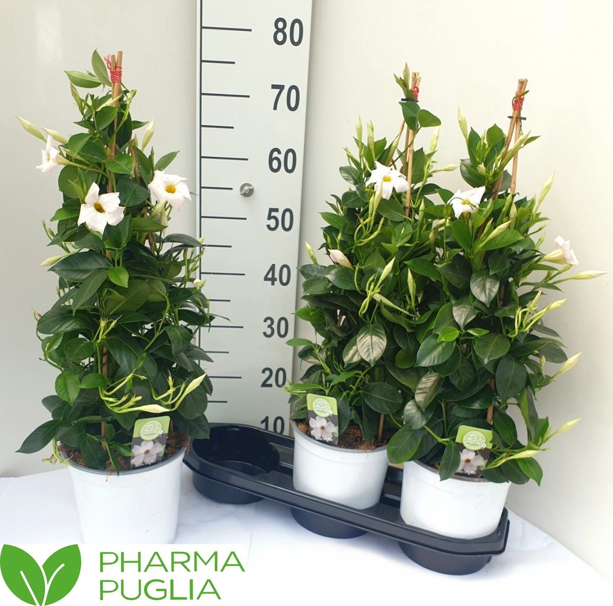 Горшечные цветы и растения оптом Mande Rio White от 3шт из Голландии с доставкой по России