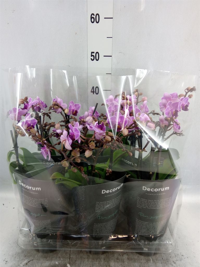 Горшечные цветы и растения оптом Phalaenopsis Multi.   ...lilac от 6шт из Голландии с доставкой по России