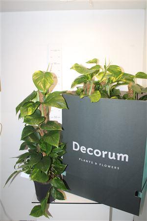 Горшечные цветы и растения оптом Epipr Mosstok 10 Stek 80cm Mos от 5шт из Голландии с доставкой по России