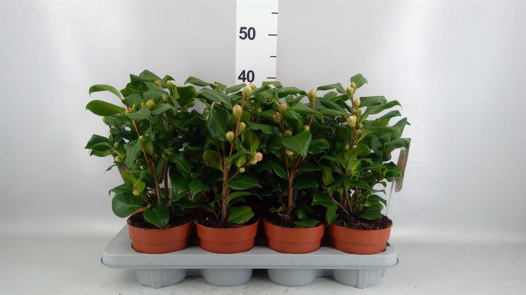 Горшечные цветы и растения оптом Camellia Japonica dr King от 8шт из Голландии с доставкой по России