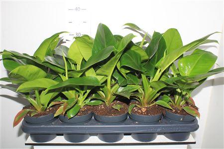 Горшечные цветы и растения оптом Phil Imperial Green от 10шт из Голландии с доставкой по России