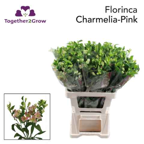 Срезанные цветы оптом Alstroemeria fl charmelia pink от 60шт из Голландии с доставкой по России