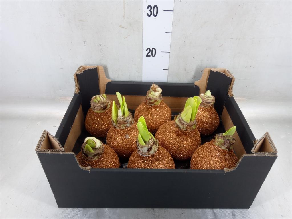 Горшечные цветы и растения оптом Hippeastrum   ...waxed H% от 8шт из Голландии с доставкой по России