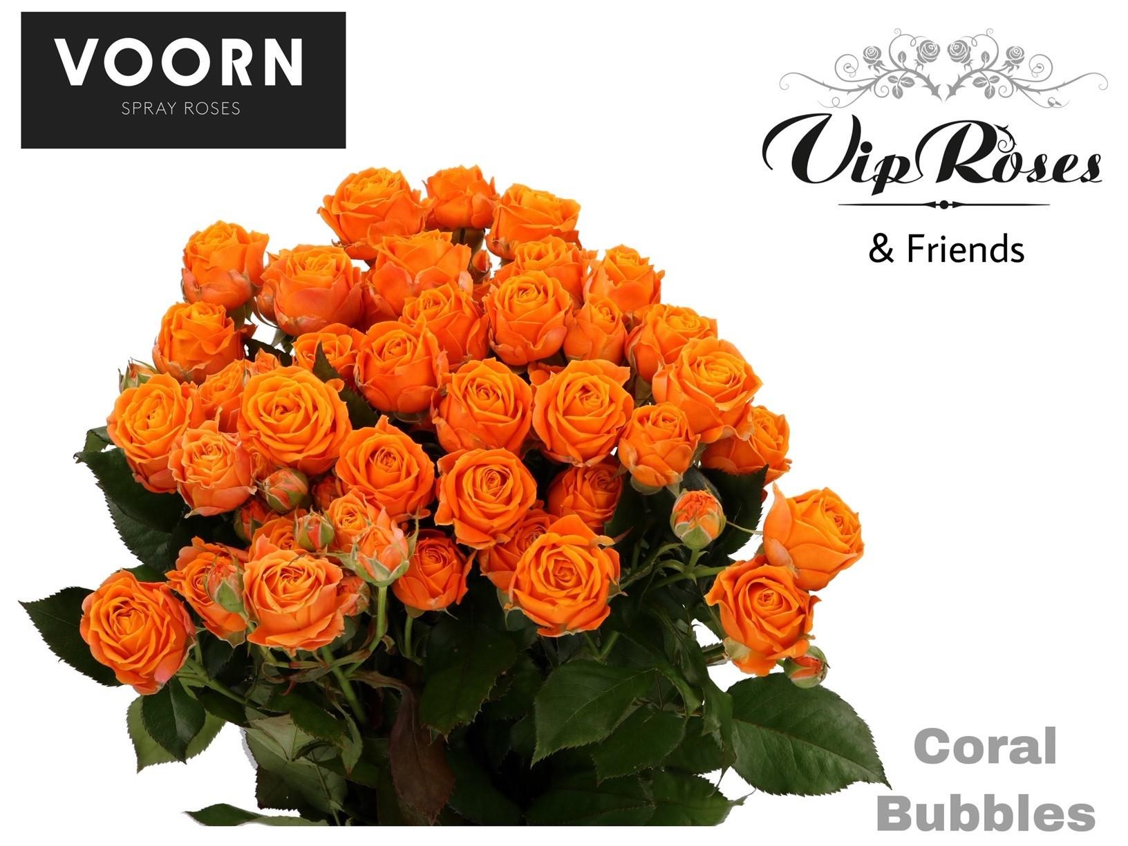 Срезанные цветы оптом Rosa spray coral bubbles от 30шт из Голландии с доставкой по России