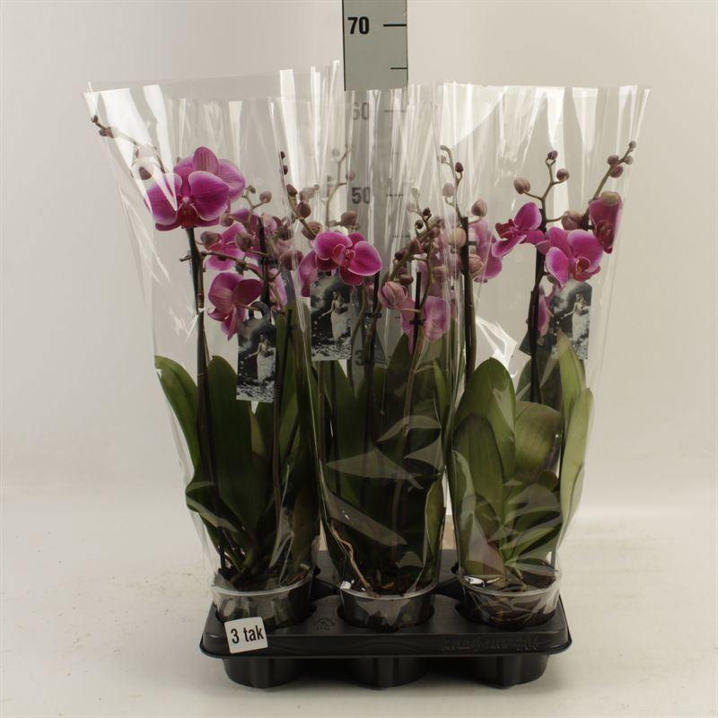 Горшечные цветы и растения оптом Phalaenopsis ant Durban от 6шт из Голландии с доставкой по России