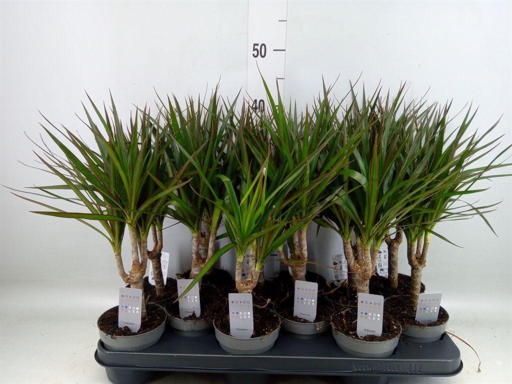 Горшечные цветы и растения оптом Dracaena Marg. от 12шт из Голландии с доставкой по России