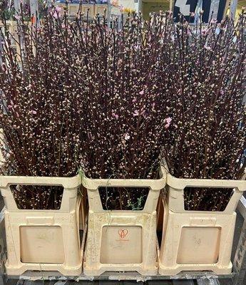 Срезанные цветы оптом Prunus blossom pink от 75шт из Голландии с доставкой по России