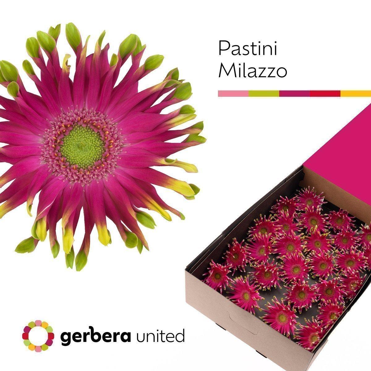 Срезанные цветы оптом Germini pastini milazzo от 50шт из Голландии с доставкой по России