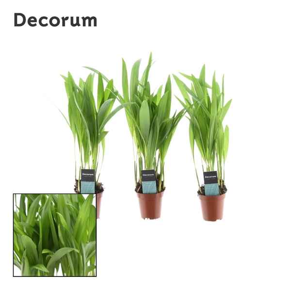 Горшечные цветы и растения оптом Dypsis Tiny Pammy (decorum) от 20шт из Голландии с доставкой по России