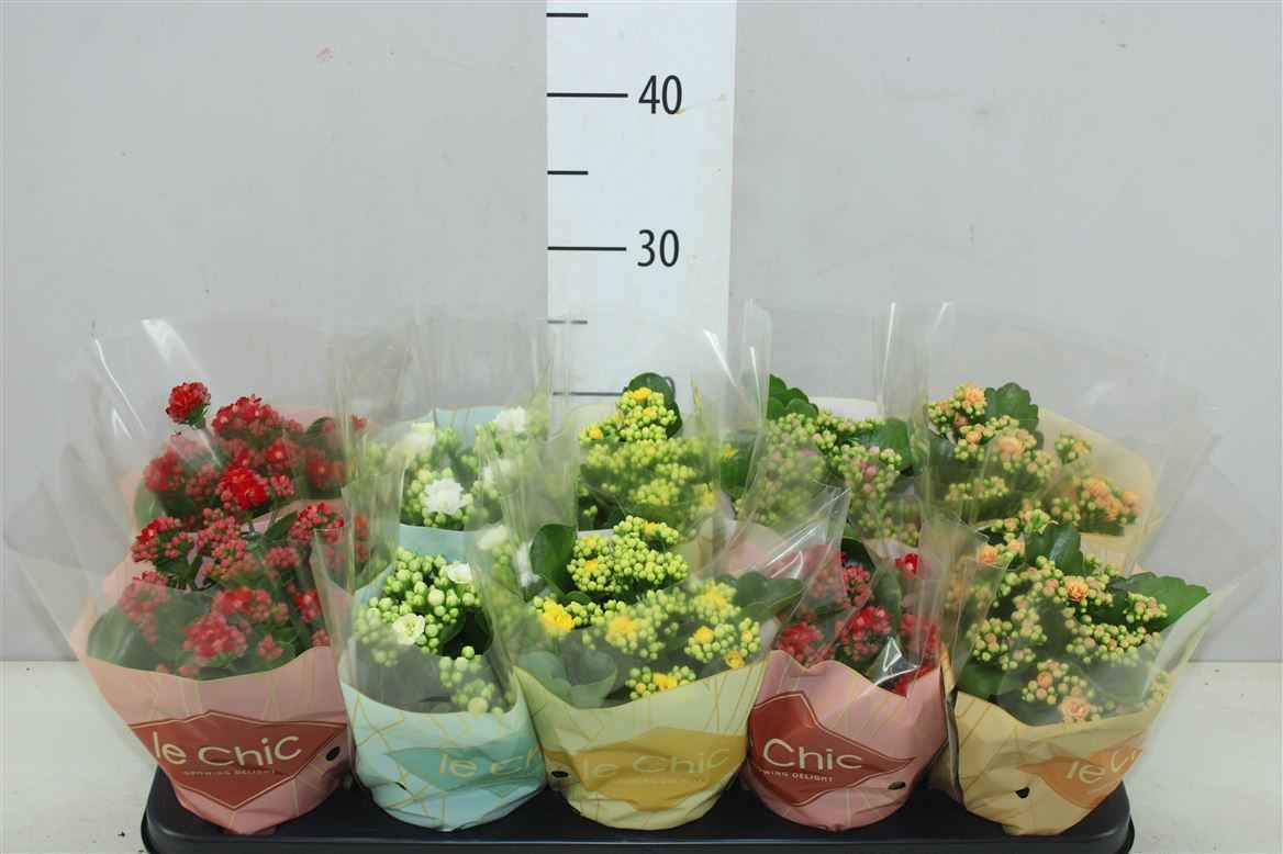 Горшечные цветы и растения оптом Kalanchoe Rosalina Mix Le Chic от 10шт из Голландии с доставкой по России