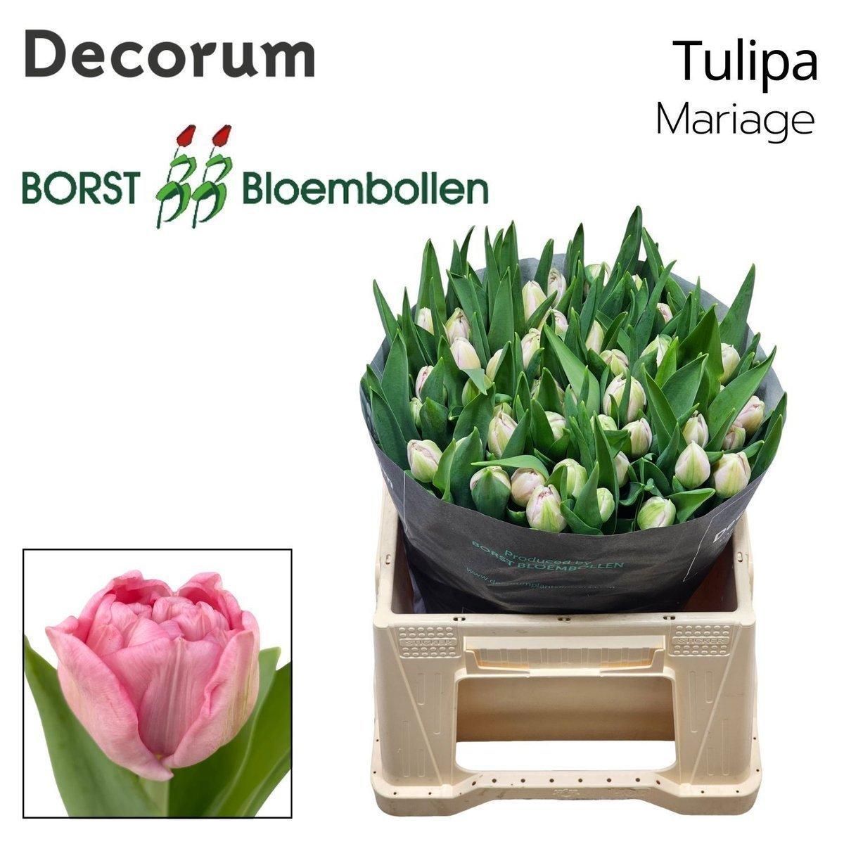 Срезанные цветы оптом Tulipa do mariage от 50шт из Голландии с доставкой по России