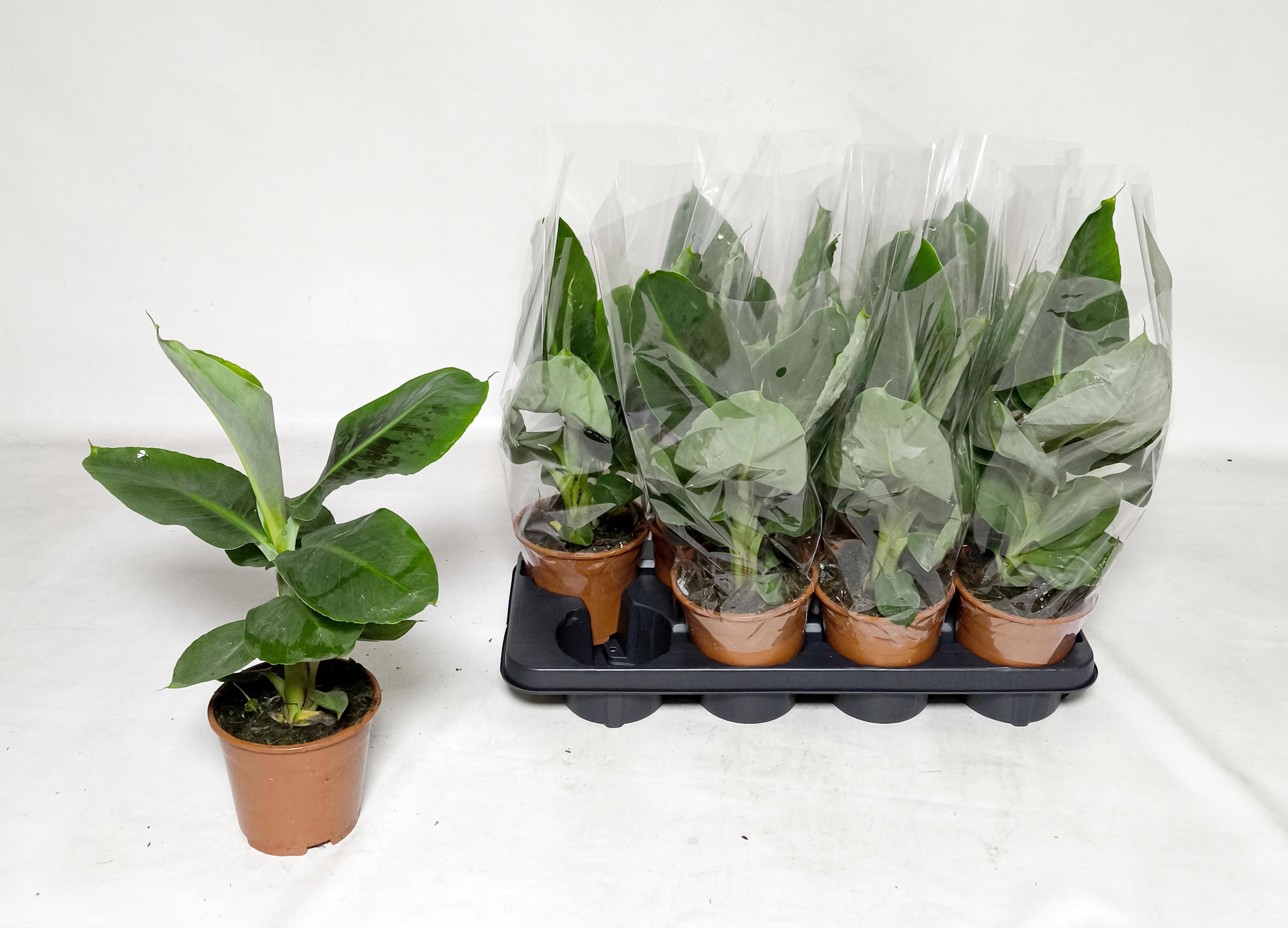 Горшечные цветы и растения оптом Musa Tropicana от 8шт из Голландии с доставкой по России