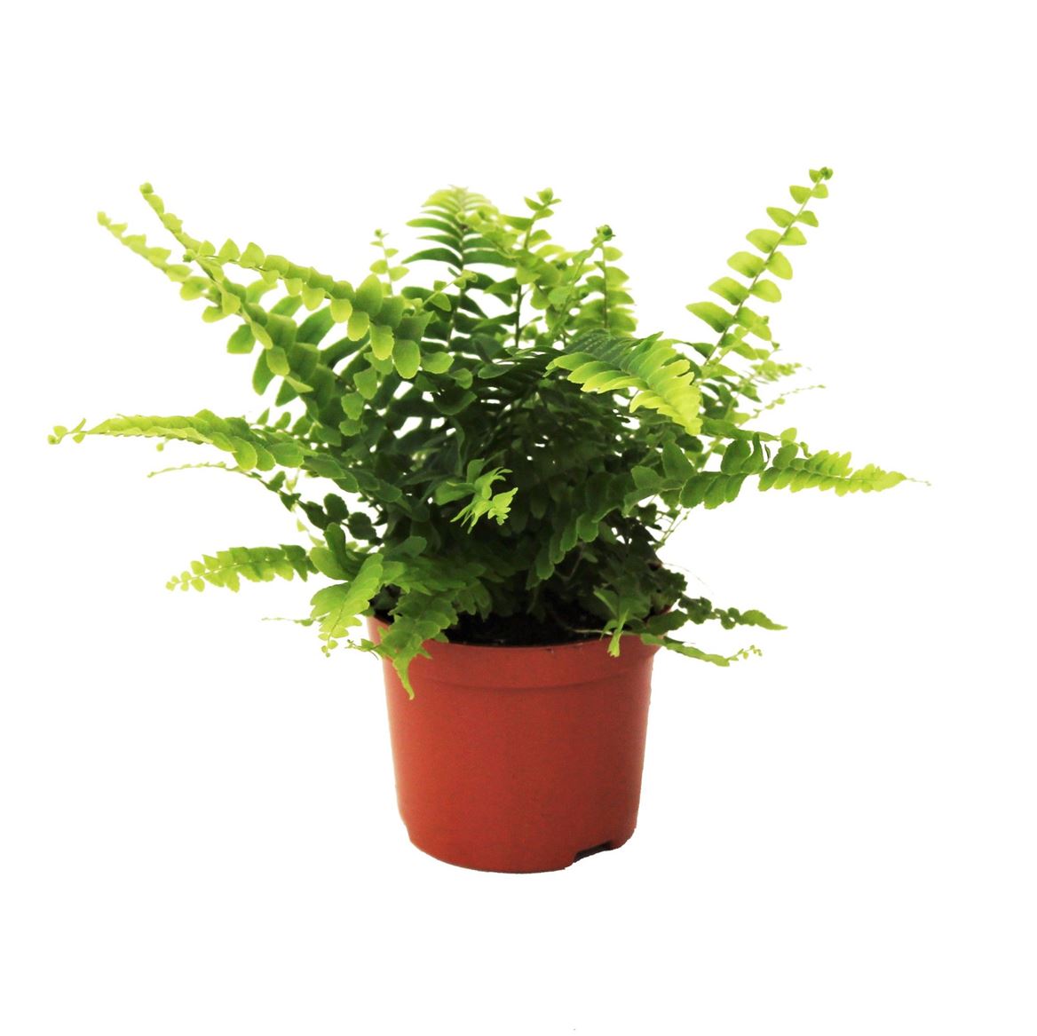 Горшечные цветы и растения оптом Nephrolepis Green Lady от 20шт (для телеги) из Голландии с доставкой по России