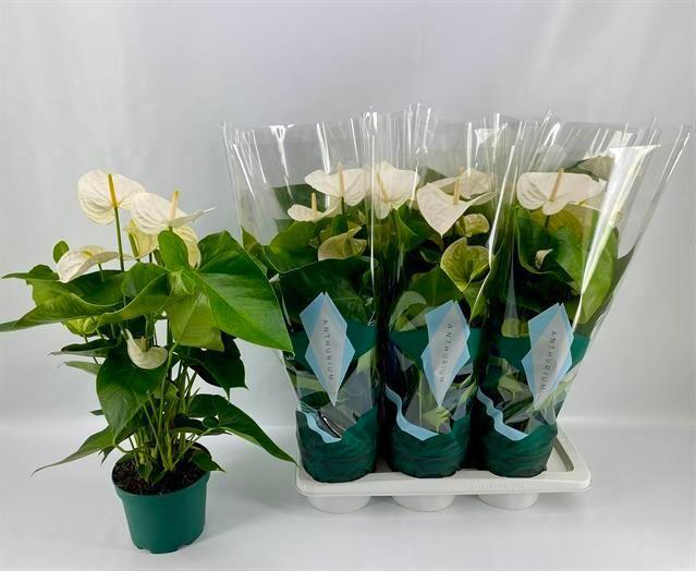 Горшечные цветы и растения оптом Anthu A Samora от 6шт из Голландии с доставкой по России