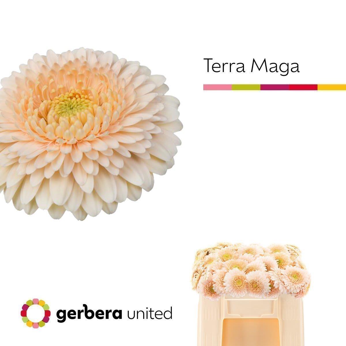 Срезанные цветы оптом Germini terra maga от 40шт из Голландии с доставкой по России