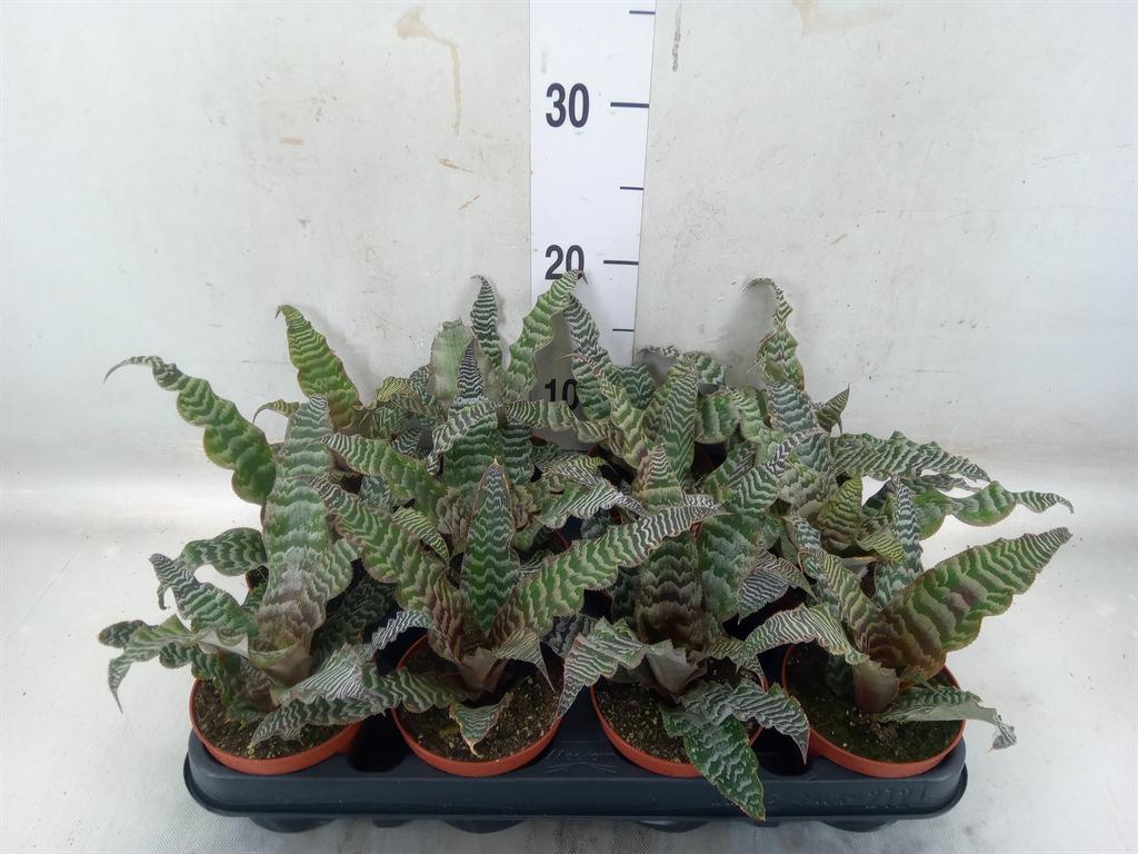 Горшечные цветы и растения оптом Cryptanthus Zonatus от 12шт (для телеги) из Голландии с доставкой по России