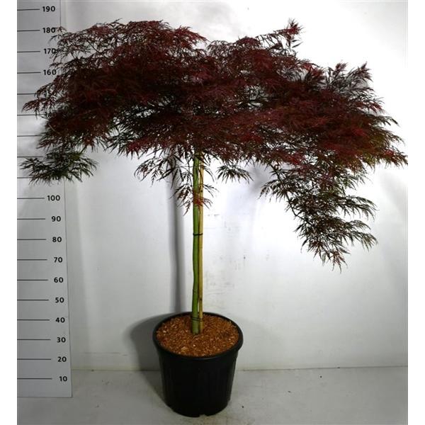 Горшечные цветы и растения оптом Acer Palm Garnet On Stem от 1шт из Голландии с доставкой по России