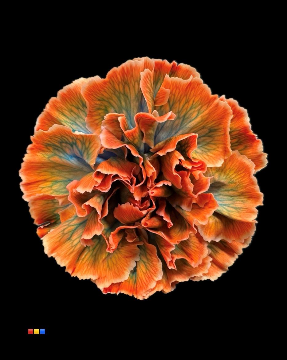 Срезанные цветы оптом Dianthus st paint vulcano от 80шт из Голландии с доставкой по России