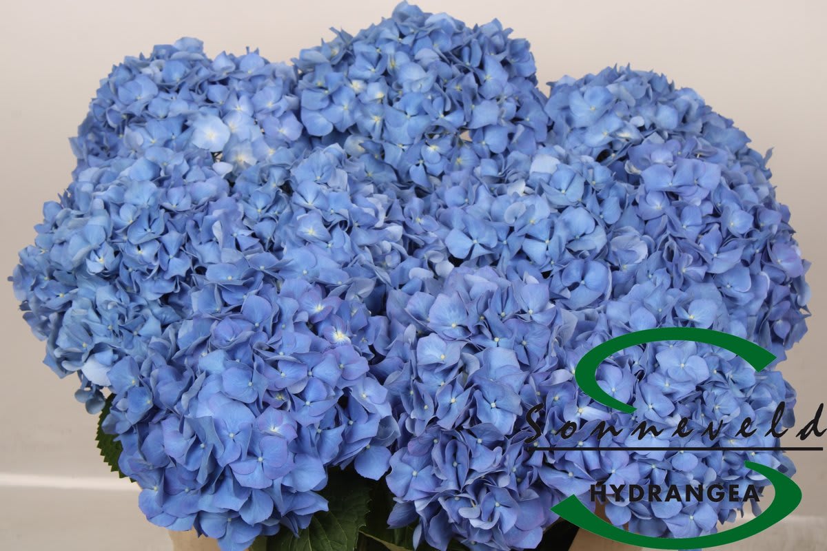 Срезанные цветы оптом Hydrangea pimpernel от 10шт из Голландии с доставкой по России