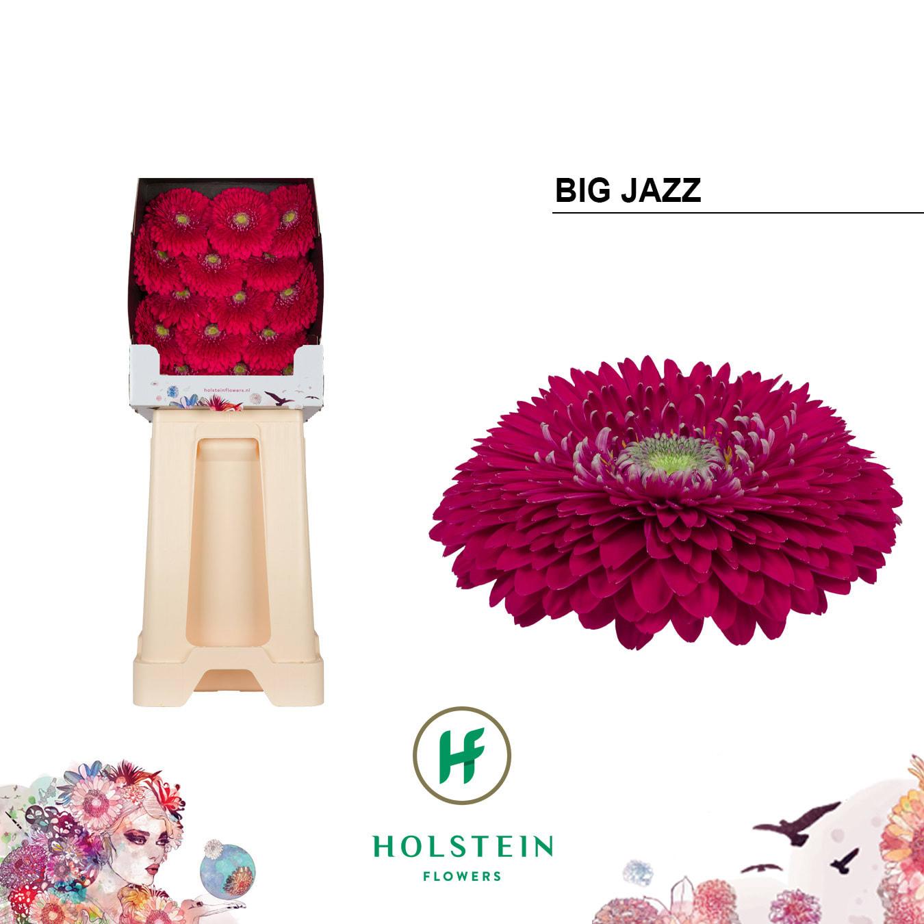 Срезанные цветы оптом Gerbera diamond gerponi big jazz от 45шт из Голландии с доставкой по России