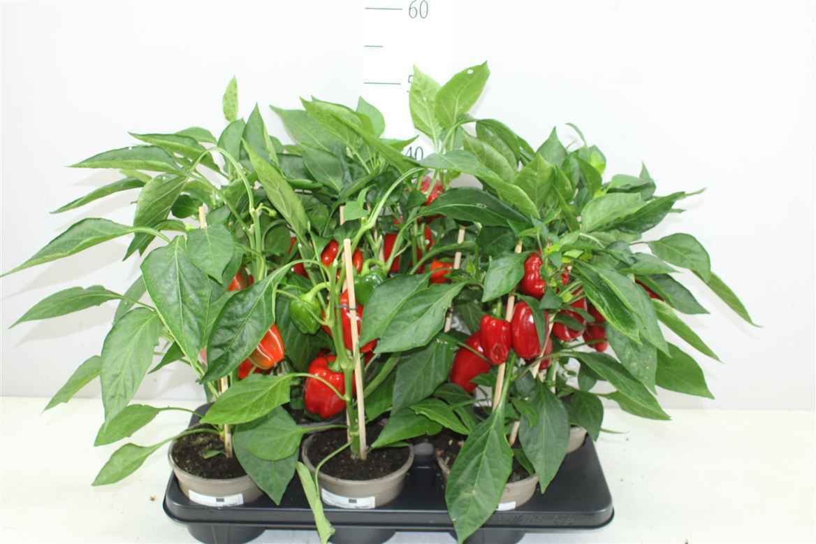 Горшечные цветы и растения оптом Paprika Planten Rood от 6шт из Голландии с доставкой по России