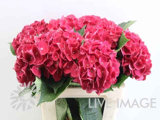 Срезанные цветы оптом Hydrangea my mon amour red от 10шт из Голландии с доставкой по России