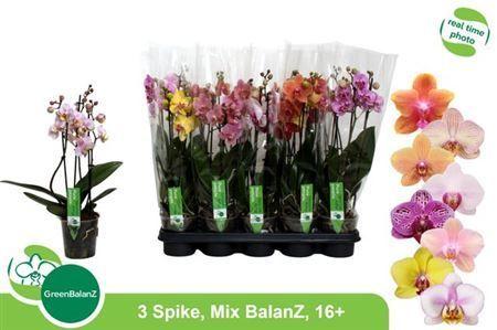 Горшечные цветы и растения оптом Phal 3st Mix 16+ (greenbalanz) от 10шт из Голландии с доставкой по России