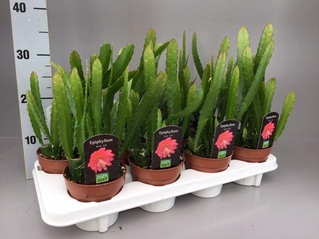 Горшечные цветы и растения оптом Epiphyllum   ... от 6шт из Голландии с доставкой по России