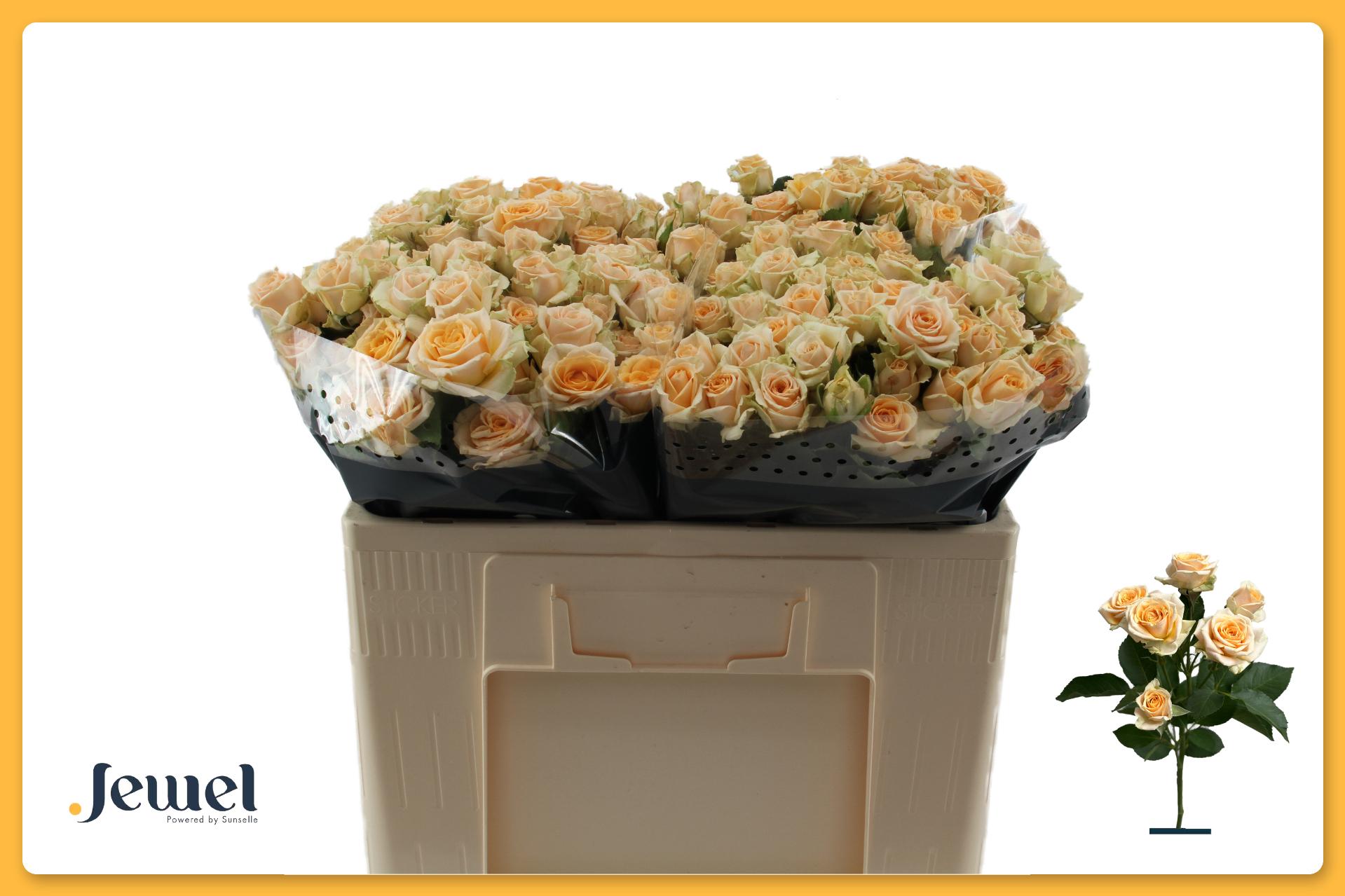 Срезанные цветы оптом Rosa spray trinity от 50шт из Голландии с доставкой по России