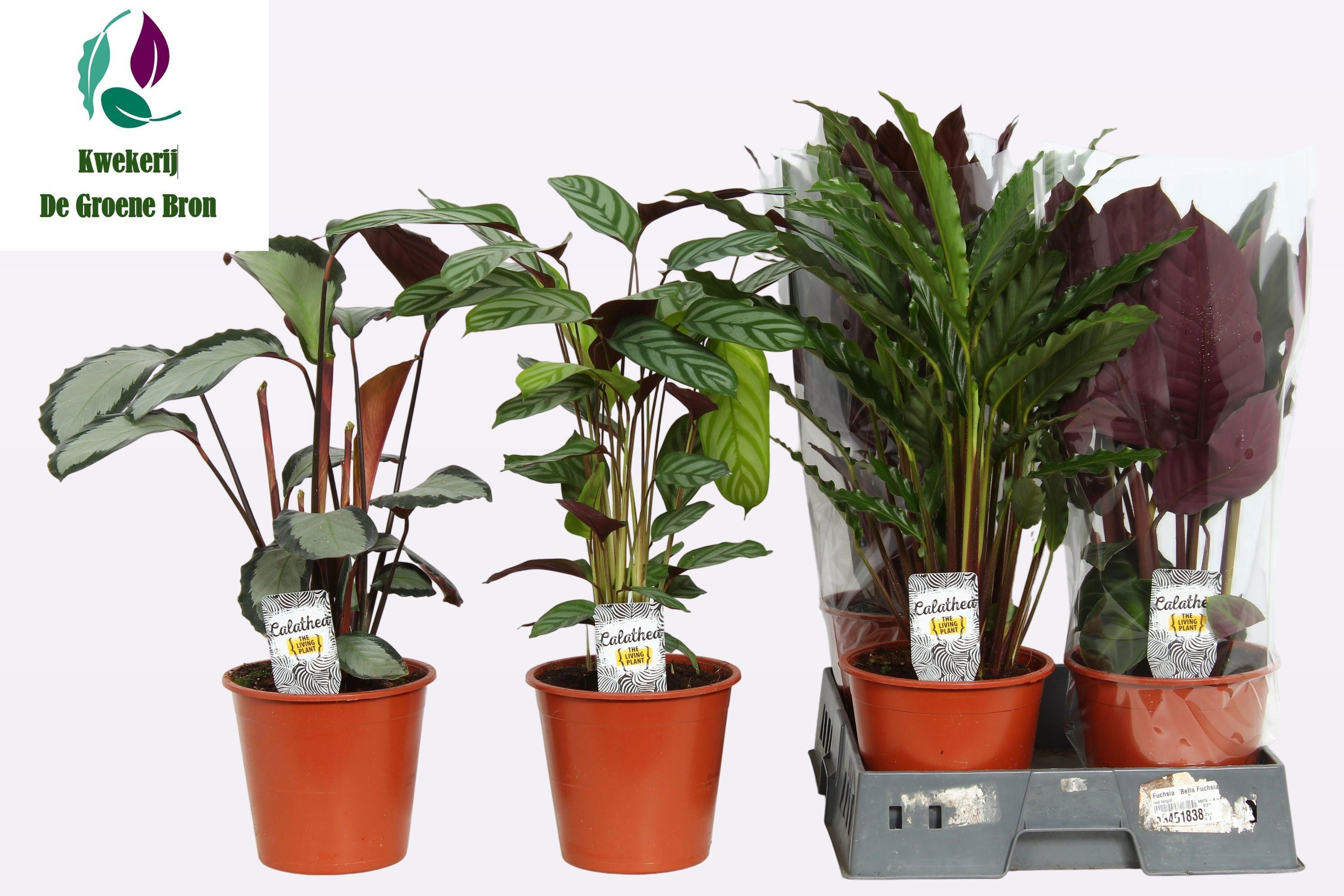 Горшечные цветы и растения оптом Calat Gem от 5шт из Голландии с доставкой по России