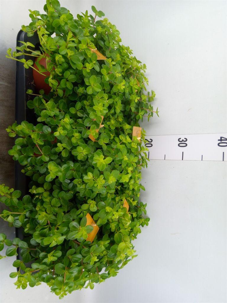 Горшечные цветы и растения оптом Peperomia Rotundifolia от 6шт из Голландии с доставкой по России