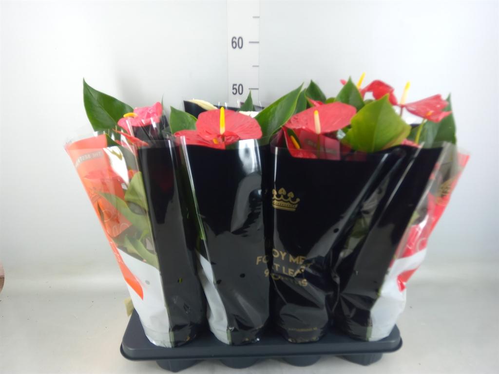 Горшечные цветы и растения оптом Anthurium   ...mix от 8шт из Голландии с доставкой по России