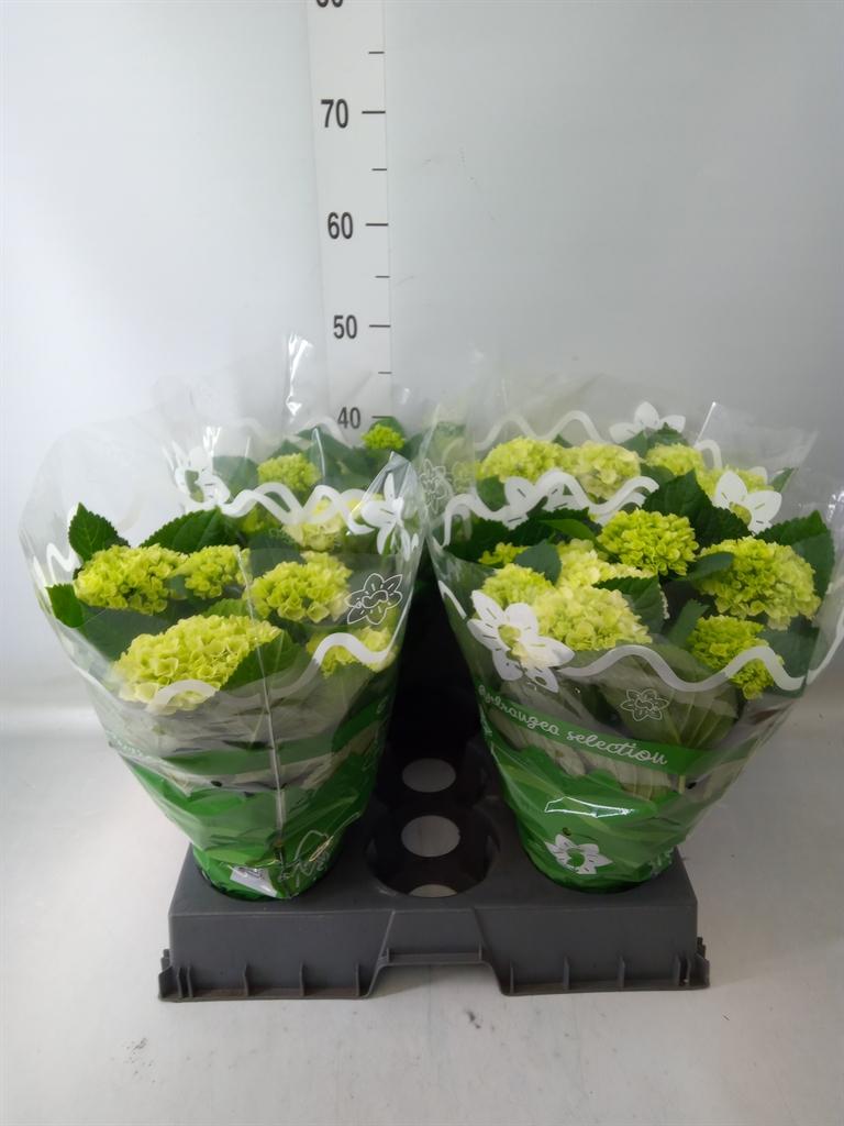 Горшечные цветы и растения оптом Hydrangea Ma Blue от 4шт из Голландии с доставкой по России