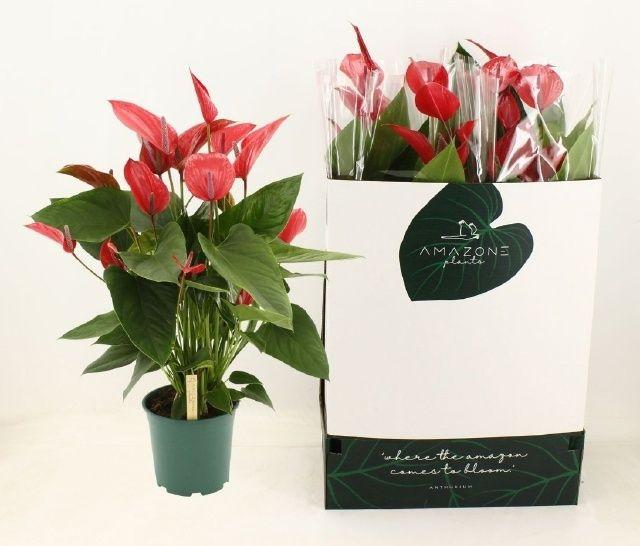 Горшечные цветы и растения оптом Anthu Melodia Ibis от 4шт из Голландии с доставкой по России