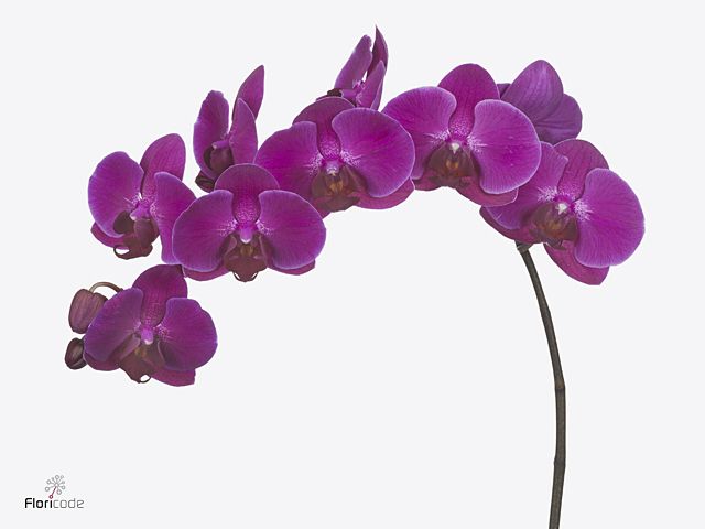 Срезанные цветы оптом Phalaenopsis anthura stellenbosch (per flower) от 25шт из Голландии с доставкой по России