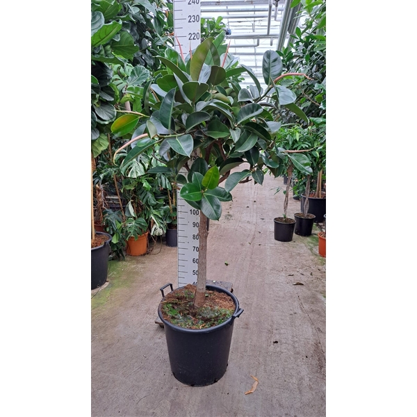 Горшечные цветы и растения оптом Ficus El Robusta Stam Xxl от 1шт из Голландии с доставкой по России
