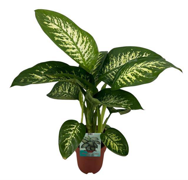 Горшечные цветы и растения оптом Dieffenbachia Tropic Snow от 1шт из Голландии с доставкой по России