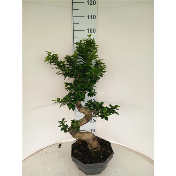 Горшечные цветы и растения оптом Ficus Ginseng Bonsai S-type от 1шт из Голландии с доставкой по России